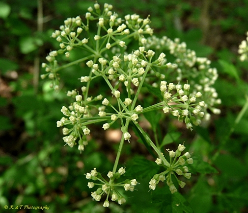 {Thaspium chapmanii}